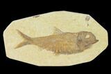 Detailed Fossil Fish (Knightia) - Wyoming #137964-1